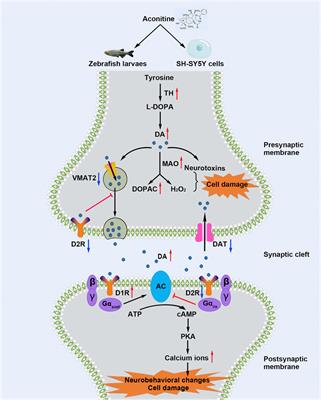 Dopamine Homeostasis Imbalance and Dopamine Receptors-Mediated AC/cAMP/PKA Pathway Activation are Involved in Aconitine-Induced Neurological Impairment in Zebrafish and SH-SY5Y Cells